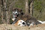 AKITA INU 081